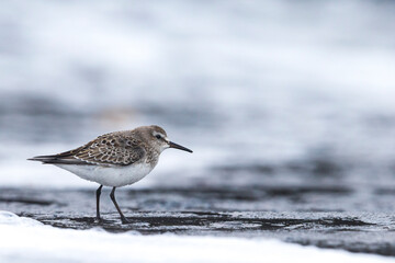 Bonapartes Strandloper, White-rumped Sandpiper, Calidris fuscico