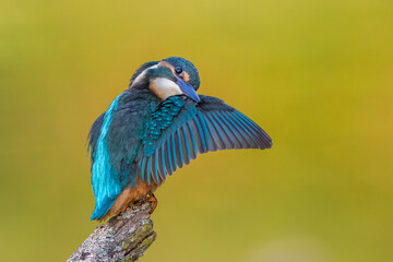 Eisvogel (Alcedo atthis) Jungvogel