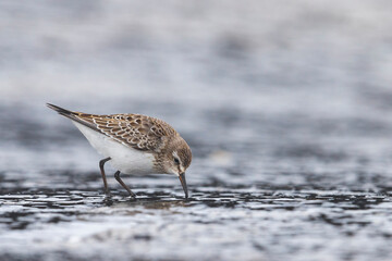 Bonapartes Strandloper, White-rumped Sandpiper, Calidris fuscico