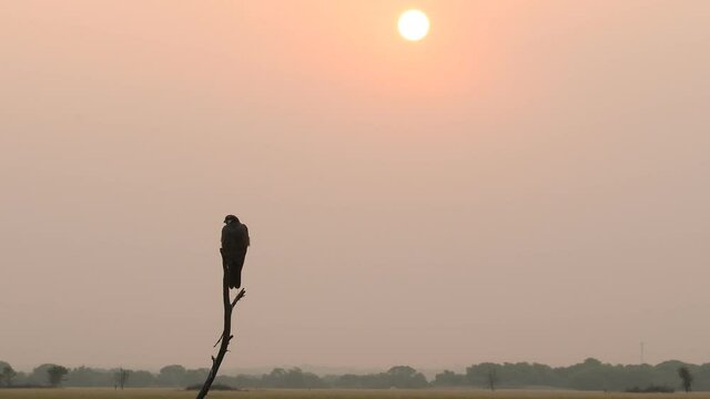 Wide shot of Laggar or lugger falcon or Falco jugger perched with sun and eye contact on winter morning sunrise at tal chhapar blackbuck sanctuary churu rajasthan india