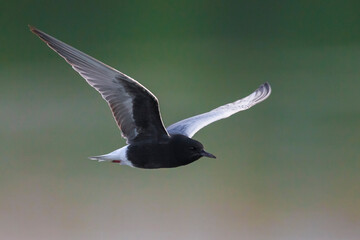 Witvleugelstern; White-winged Tern; Chlydonia leucopterus