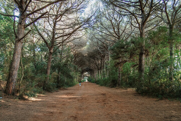 Gallery of maritime pines in Marina di Castagneto Carducci Tuscany Italy