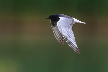 Witvleugelstern; White-winged Tern; Chlydonia leucopterus
