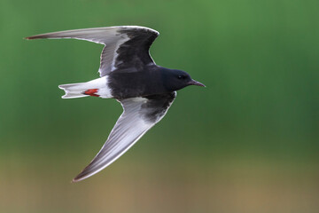 Witvleugelstern; White-winged Tern; Chlydonia leucopterus