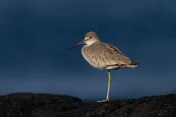 Willet; Western Willet; Tringa semipalmata