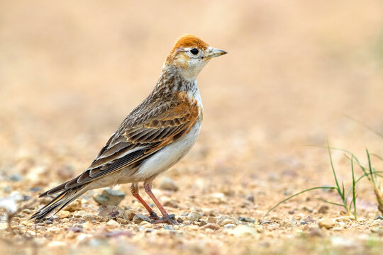 Witvleugelleeuwerik, White-winged Lark, Alauda leucoptera