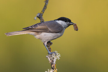 Matkop, Willow Tit, Poecile montanus