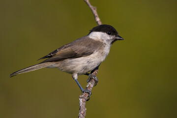 Matkop, Willow Tit, Poecile montanus