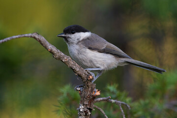 Matkop, Willow Tit, Poecile montanus