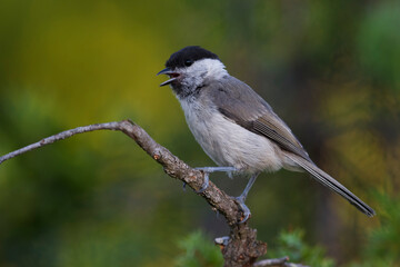 Matkop, Willow Tit, Poecile montanus
