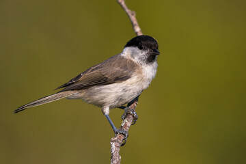 Matkop, Willow Tit, Poecile montanus