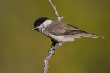 Matkop, Willow Tit, Poecile montanus