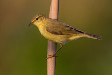 Fitis, Willow Warbler; Phylloscopus trochilus
