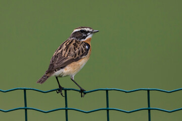 Paapje; Winchat; Saxicola rubetra