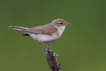 Fitis; Willow Warbler; Phylloscopus trochilus ssp acredula
