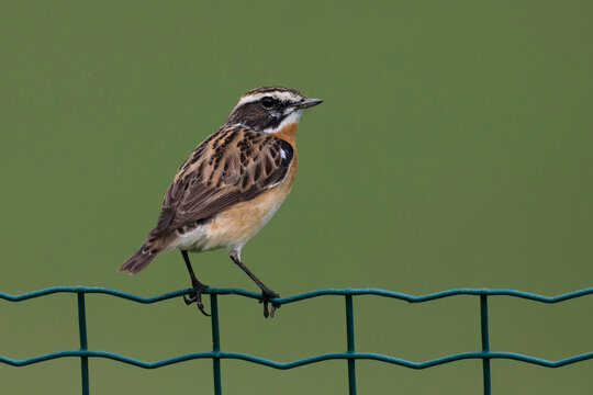 Paapje; Winchat; Saxicola rubetra