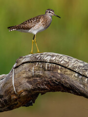 Bosruiter; Wood Sandpiper; Tringa glareola
