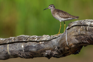 Bosruiter; Wood Sandpiper; Tringa glareola