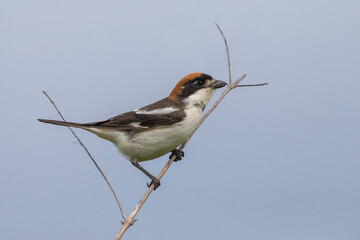 Roodkopklauwier; Woodchat Shrike; Lanius senator