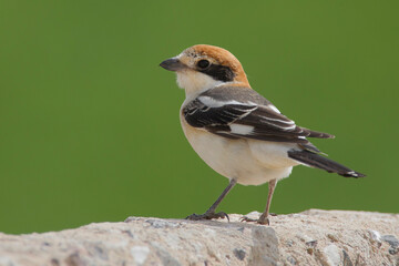 Roodkopklauwier, Woodchat Shrike; Lanius senator