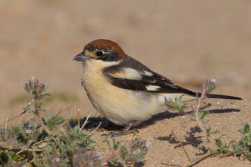 Roodkopklauwier, Woodchat Shrike; Lanius senator