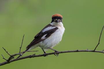 Roodkopklauwier; Woodchat Shrike; Lanius senator