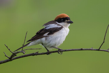 Roodkopklauwier; Woodchat Shrike; Lanius senator
