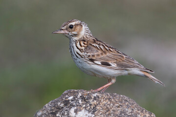 Boomleeuwerik; Woodlark; Lullula arborea ssp pallida