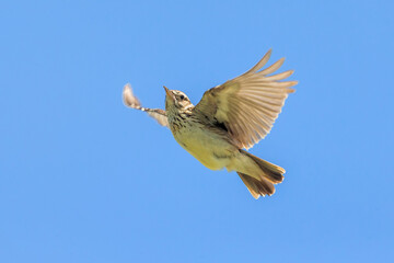 Boomleeuwerik; Woodlark; Lullula arborea ssp pallida