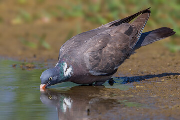 Houtduif; Common Wood Pigeon; Columba palumbus