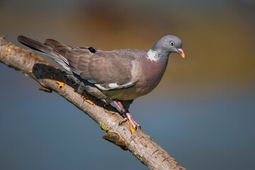 Fototapeta premium Houtduif; Common Wood Pigeon; Columba palumbus