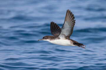 Yelkouanpijlstormvogel, Yelkouan Shearwater, Puffinus yelkouan