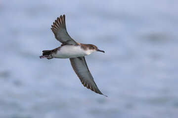 Yelkouanpijlstormvogel, Yelkouan Shearwater, Puffinus yelkouan
