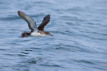 Yelkouanpijlstormvogel, Yelkouan Shearwater, Puffinus yelkouan