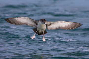 Yelkouanpijlstormvogel, Yelkouan Shearwater, Puffinus yelkouan