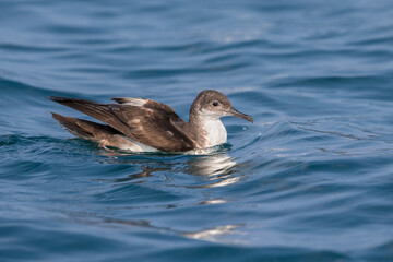 Yelkouanpijlstormvogel, Yelkouan Shearwater, Puffinus yelkouan