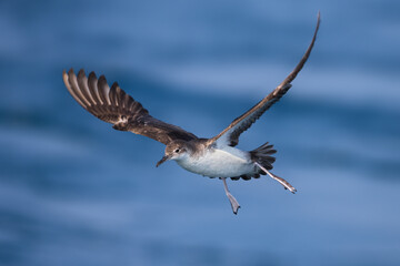 Yelkouanpijlstormvogel, Yelkouan Shearwater, Puffinus yelkouan