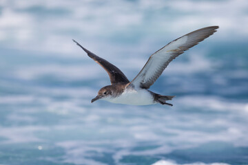 Yelkouanpijlstormvogel, Yelkouan Shearwater, Puffinus yelkouan