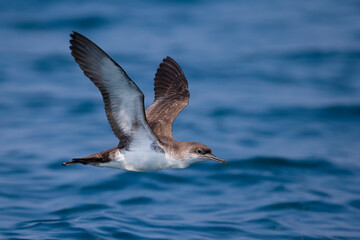 Yelkouanpijlstormvogel, Yelkouan Shearwater, Puffinus yelkouan