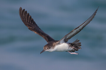 Yelkouanpijlstormvogel, Yelkouan Shearwater, Puffinus yelkouan