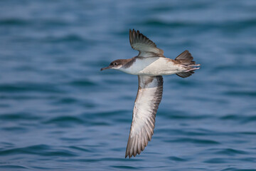 Yelkouanpijlstormvogel, Yelkouan Shearwater, Puffinus yelkouan