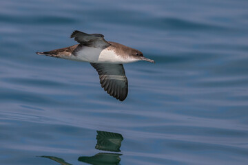 Yelkouanpijlstormvogel, Yelkouan Shearwater, Puffinus yelkouan