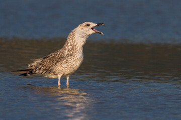Geelpootmeeuw; Yellow-legged Gull; Larus michahellis