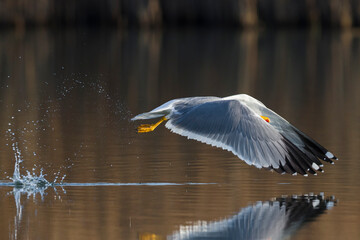 Geelpootmeeuw; Yellow-legged Gull; Larus michahellis
