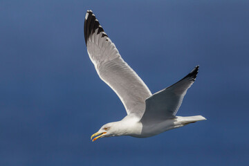 Geelpootmeeuw; Yellow-legged Gull; Larus michahellis