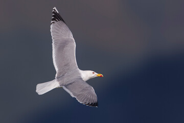 Geelpootmeeuw; Yellow-legged Gull; Larus michahellis