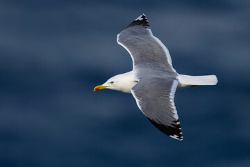 Geelpootmeeuw; Yellow-legged Gull; Larus michahellis