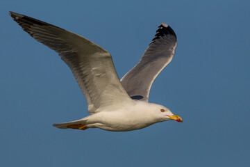 Geelpootmeeuw; Yellow-legged Gull; Larus michahellis