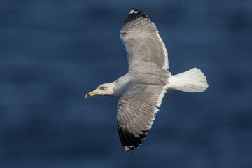Geelpootmeeuw; Yellow-legged Gull; Larus michahellis