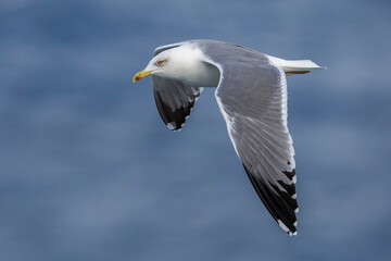 Geelpootmeeuw; Yellow-legged Gull; Larus michahellis